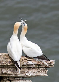 Close-up of seagull perching on wood