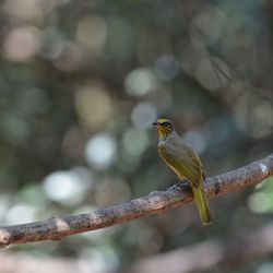 Close-up of bird perching on branch