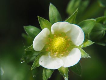 Close-up of white flowering plant