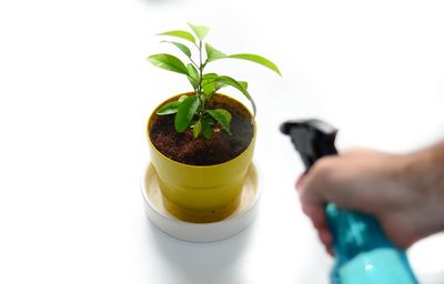 Cropped hand spraying water on potted plant over white background