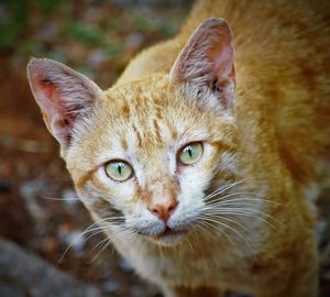 Close-up portrait of cat