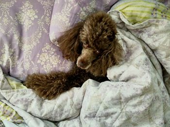 High angle view of dog sleeping on bed