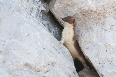 Close-up of ermine on rock