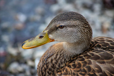 Close up of mallard duck