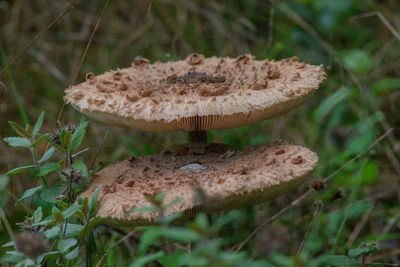 Close-up of mushrooms growing on land