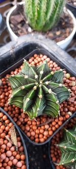High angle view of potted plant