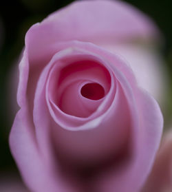 Close-up of pink rose