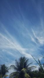 Low angle view of palm trees against blue sky