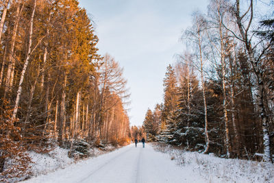 Snow covered road amidst trees against sky during winter