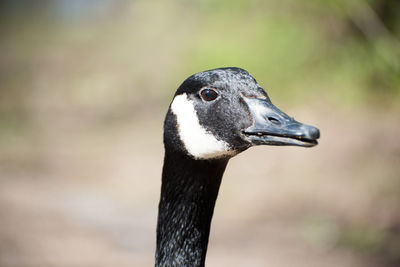 Close-up of canada goose