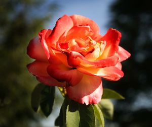 Close-up of rose