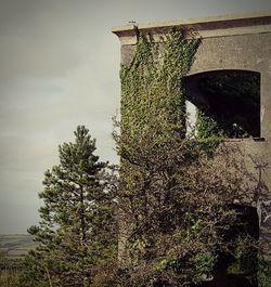 Low angle view of tree against building