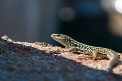 Close-up of a lizard on rock