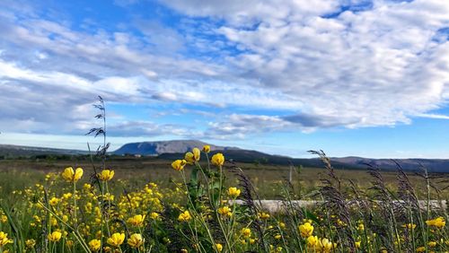 Yellow flowering plants on field against sky