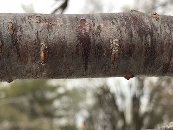 Close-up of rusty metal on wood