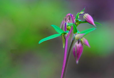 Close-up of flower blooming outdoors