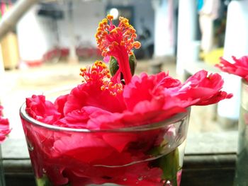 Close-up of red flower on table