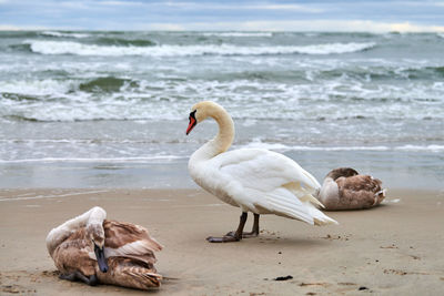 Beautiful white mute swans with brown cygnets resting on sandy beach by sea. flock of waterfowl