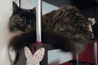 Portrait of cat relaxing on table at home