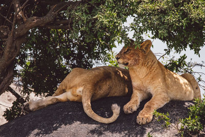 Two lion cubs sitting under a tree in the shadow