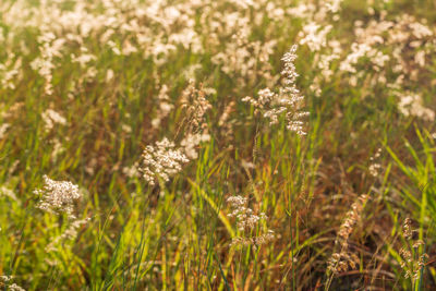 Close-up of small flowering plants on field
