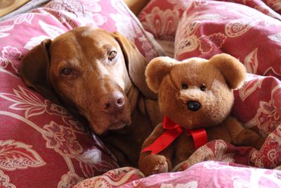 Close-up of a dog resting on bed