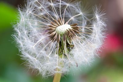 Close-up of dandelion on plant