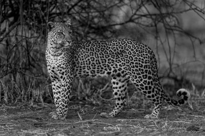 Leopard standing on field