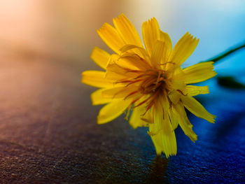 Close-up of yellow flower