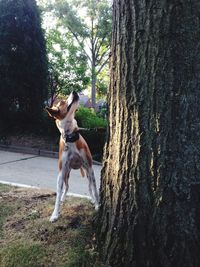 Dog on tree trunk