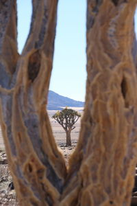 Close-up of land against clear sky during winter