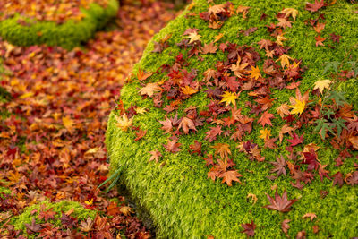 Red leaves of maple tree fallen above fresh little green leaves of moss on the stone
