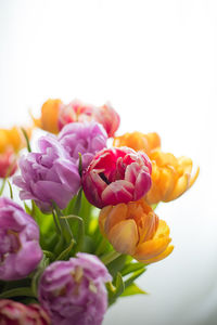 Close-up of flowers