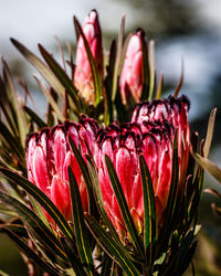 Close-up of red flowering plant