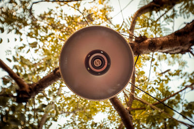 Low angle view of electric lamp hanging on tree