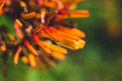 Close-up of orange flowering plant