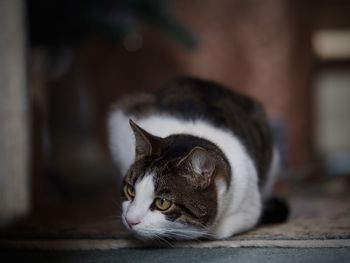 Close-up of cat looking away while sitting at home