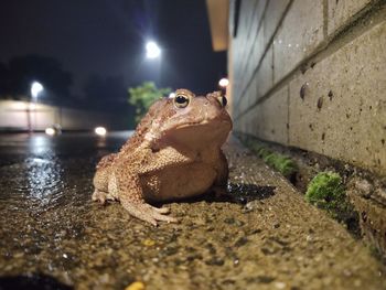 Close-up of frog on illuminated water at night