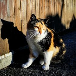 Portrait of cat sitting on wood