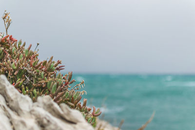 Close-up of plant against sea