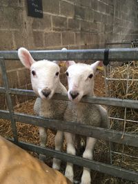 Portrait of sheep in pen