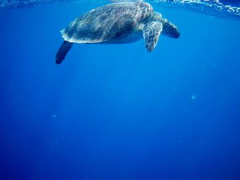 Beautiful green sea turtle in marsa alam, egypt