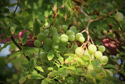 Close-up of fruits hanging on tree