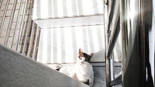 Portrait of cat sitting on staircase at home