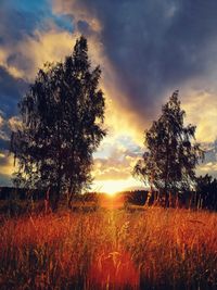 Trees on field against sky during sunset