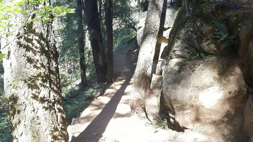 Trees in forest