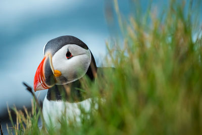 Close-up of a bird