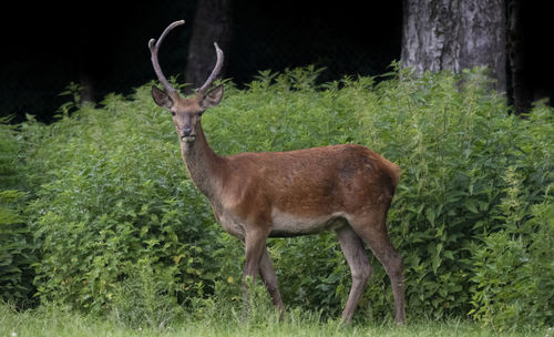 Deer standing in a field