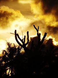 Low angle view of silhouette plants against sky during sunset