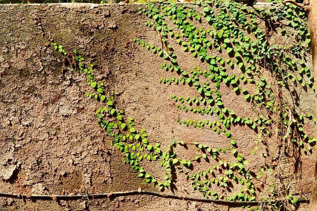 HIGH ANGLE VIEW OF PLANTS